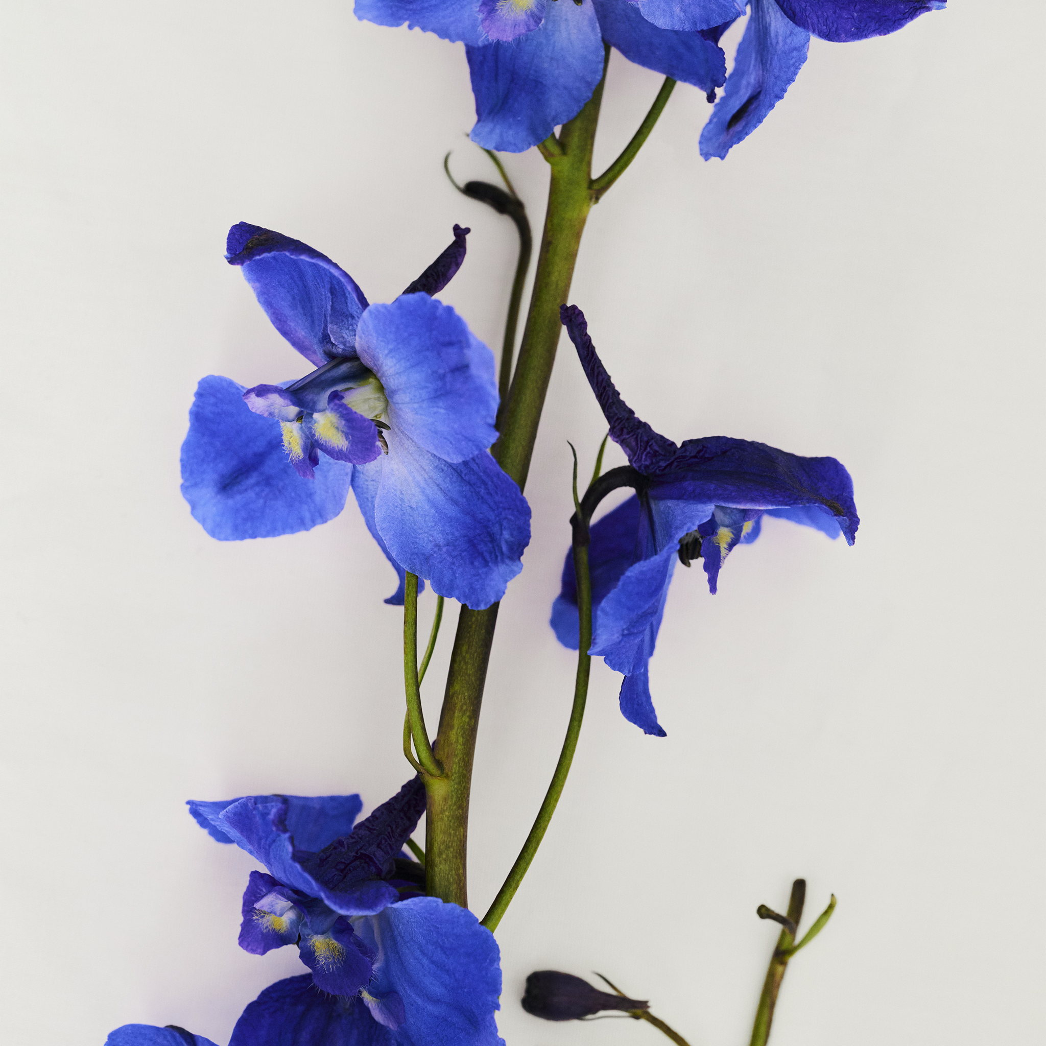 Skin Longevity System