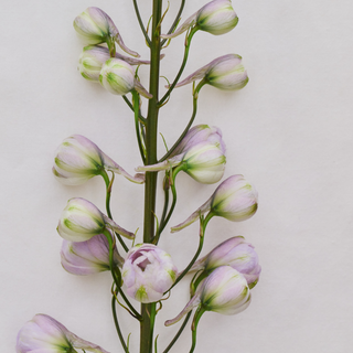 Alt text not provided for this image