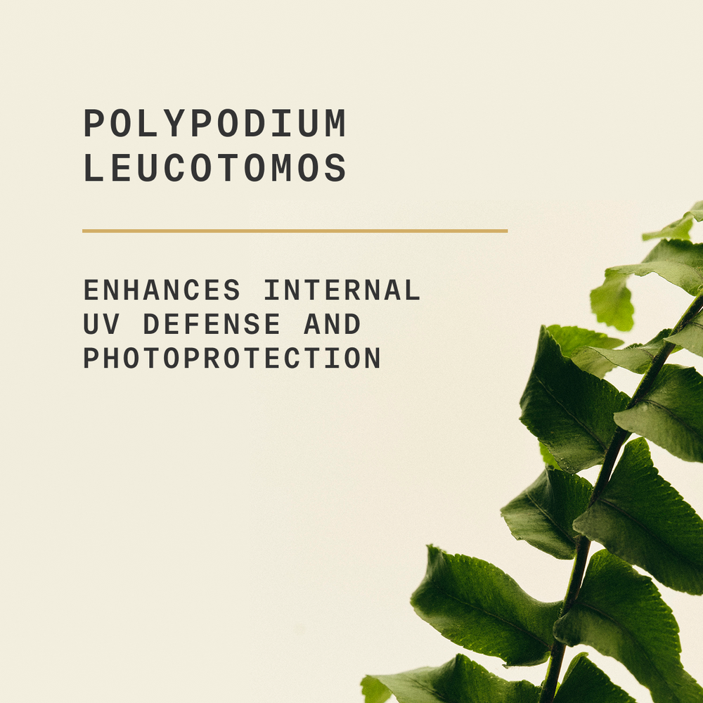 Graphic showing Polypodium leucotomos enhances internal UV defense and photoprotection